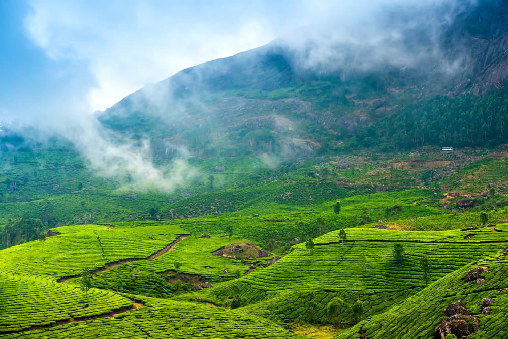 Where Tigers Still Roam: A Forest Growing Against the Odds